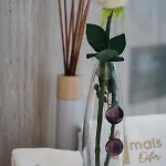 Amais Ofir Heart And Amais Ofir Soul - Twin Villa